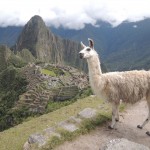 Llama frente a Machu Picchu