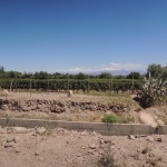 Mendoza Vineyards 1