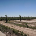 Mendoza Vineyards 2