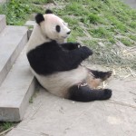 Bifengxia Panda Base 1