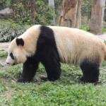 Bifengxia Panda Base 2