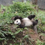 Bifengxia Panda Base 4