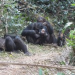 Chimps Family 2