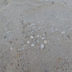 Seashells in the Desert